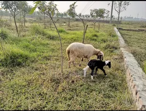 Land Sell Hobe Joruri