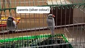 Java Finch Family Sale