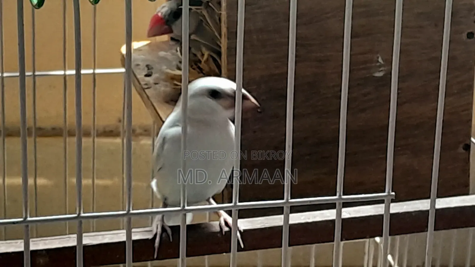 Java Finch Family Sale