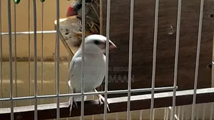 Java Finch Family Sale