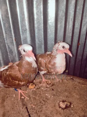 Local Pigeons