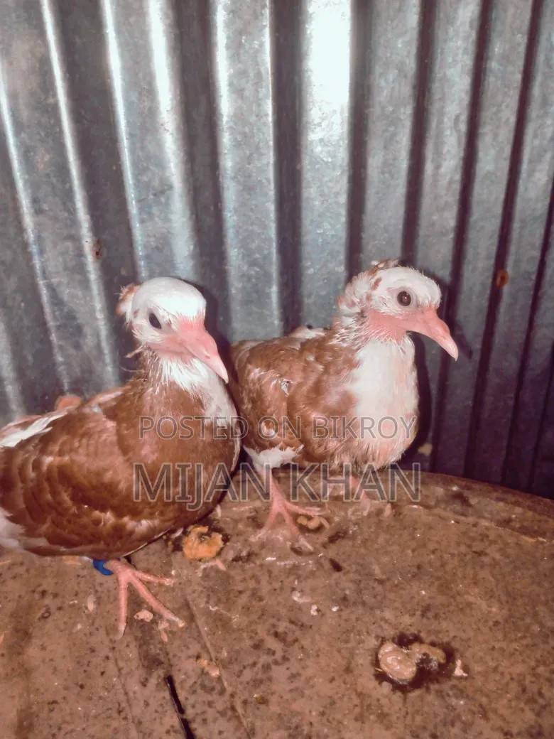 Local Pigeons