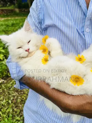 3-6 Months Female Purebred Persian