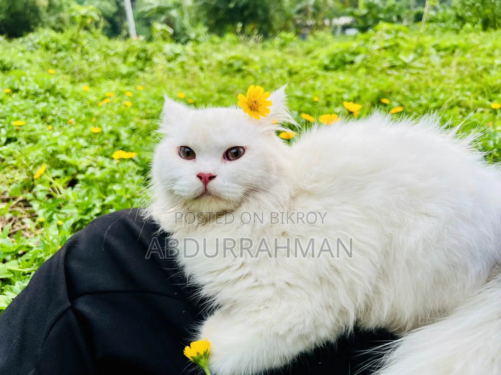3-6 Months Female Purebred Persian