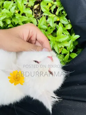 3-6 Months Female Purebred Persian
