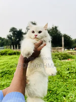 3-6 Months Female Purebred Persian
