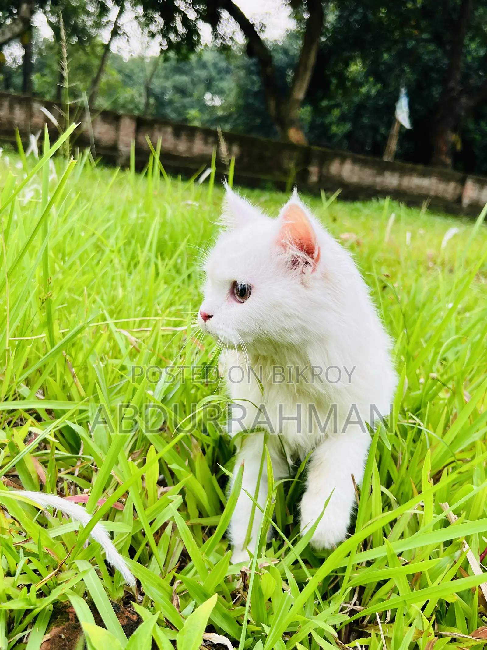 3-6 Months Female Purebred Persian