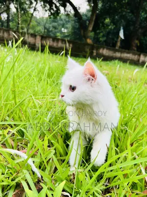3-6 Months Female Purebred Persian