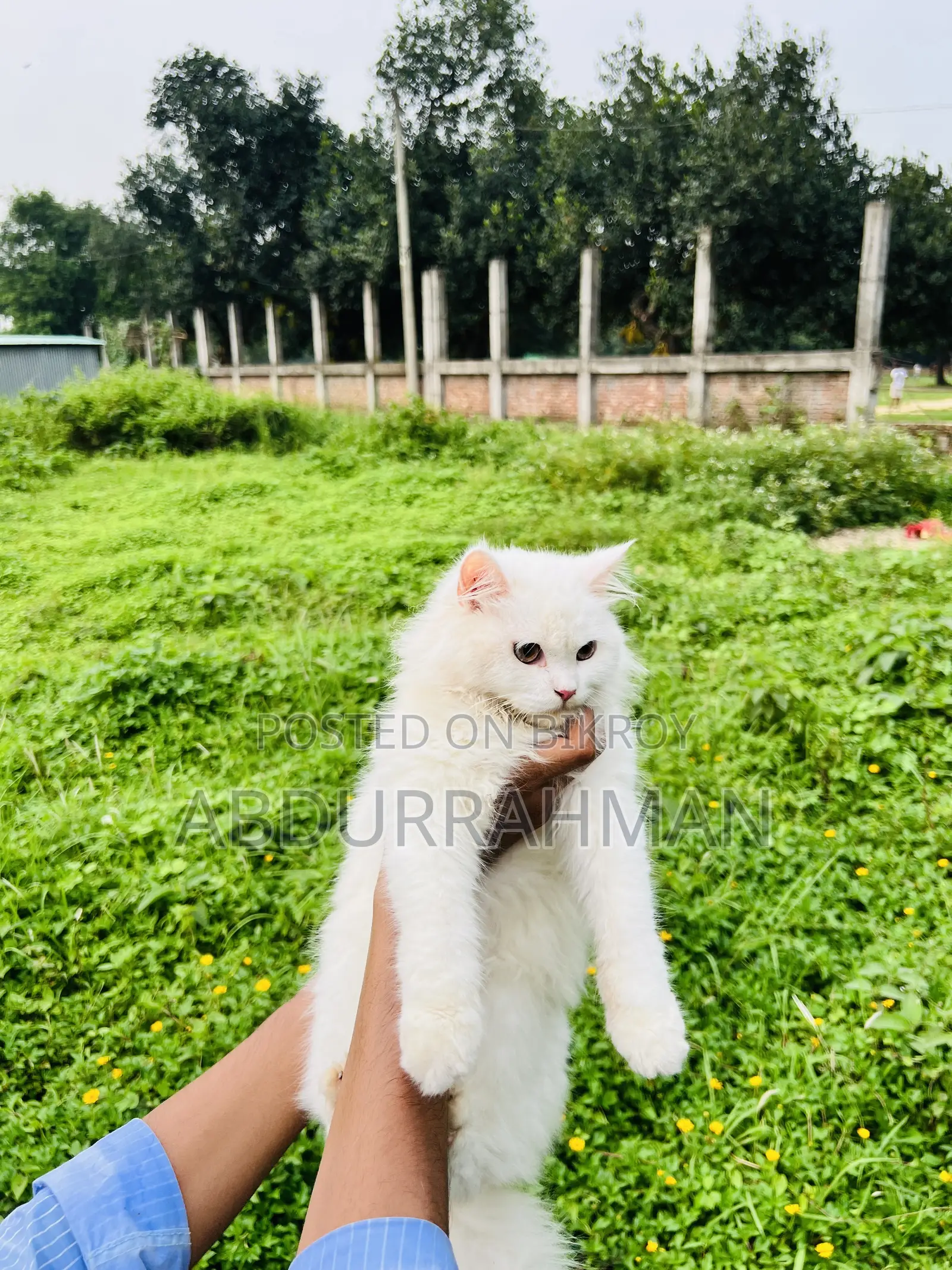 3-6 Months Female Purebred Persian