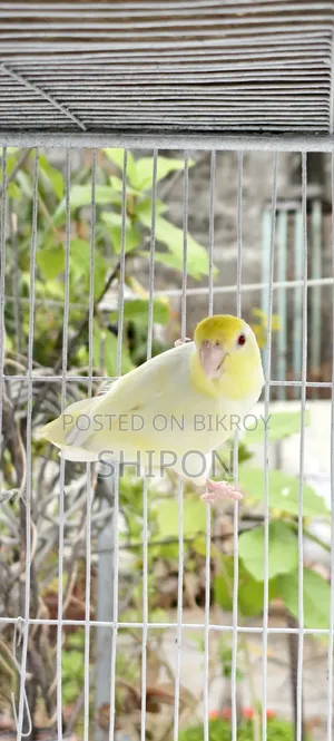 Forpus Bird.