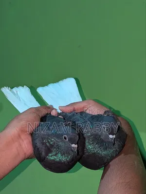 কালো মুসলমান রানিং পেয়ার