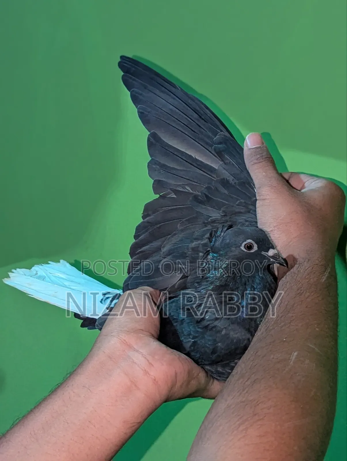 Black Musaldom Running Pair