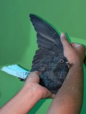 Black Musaldom Running Pair