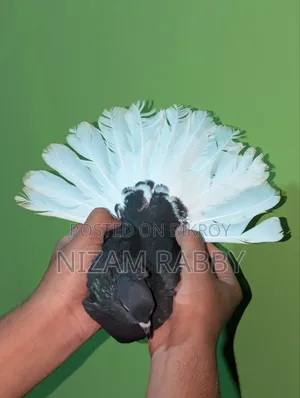 Black Musaldom Running Pair