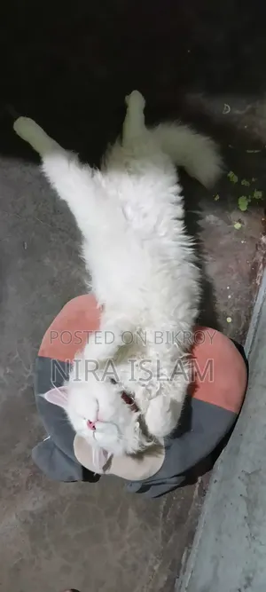3-6 months Male Purebred Persian
