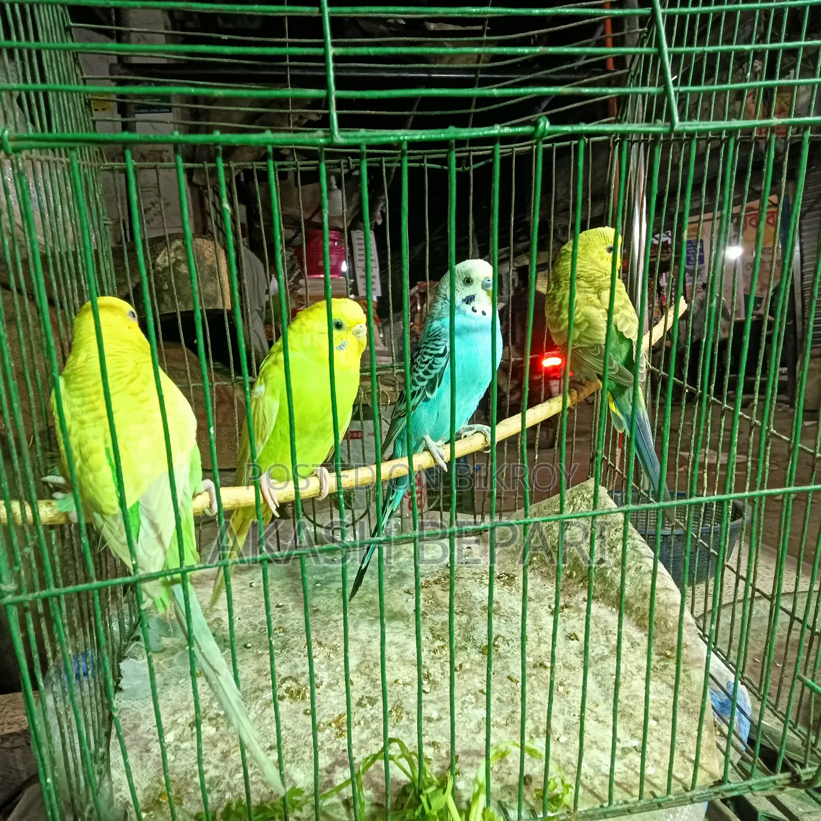I have two pairs of running Budgie birds