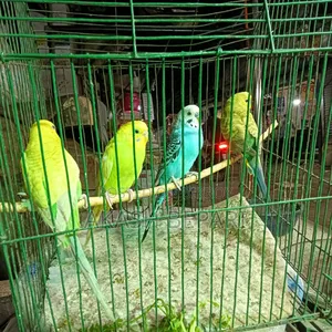 I have two pairs of running Budgie birds