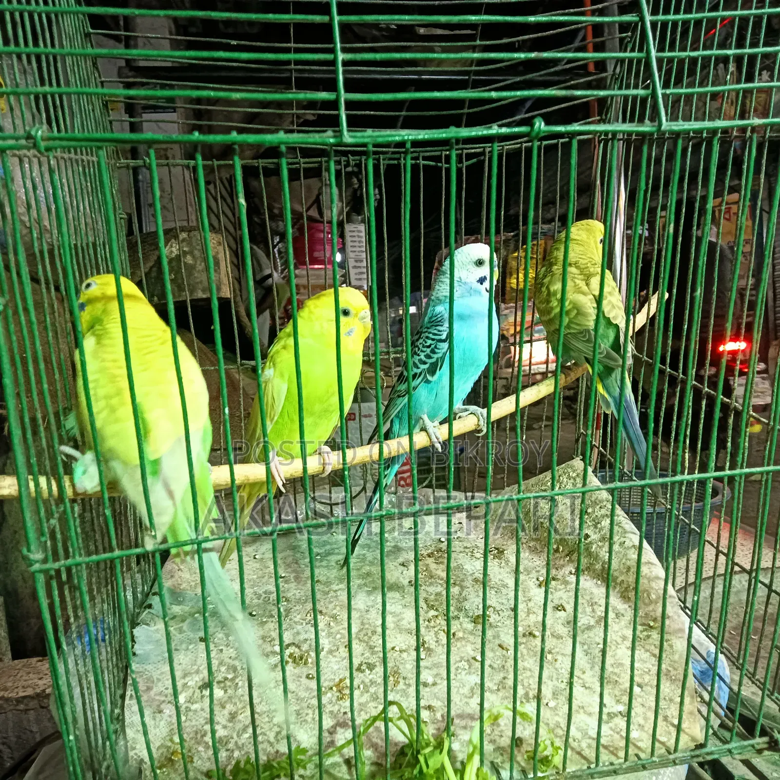 I have two pairs of running Budgie birds