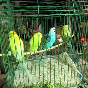 I have two pairs of running Budgie birds