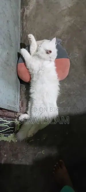 3-6 months Male Purebred Persian