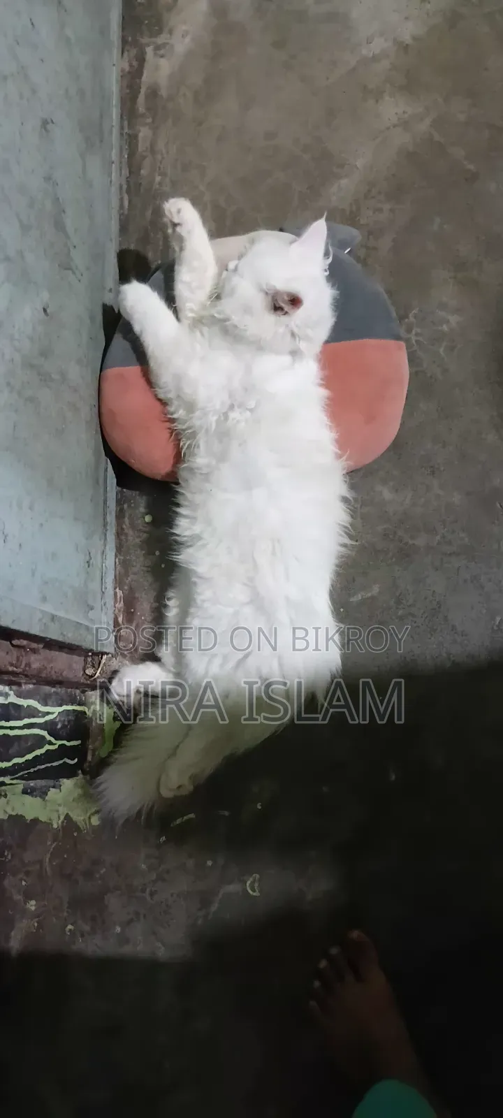 3-6 months Male Purebred Persian