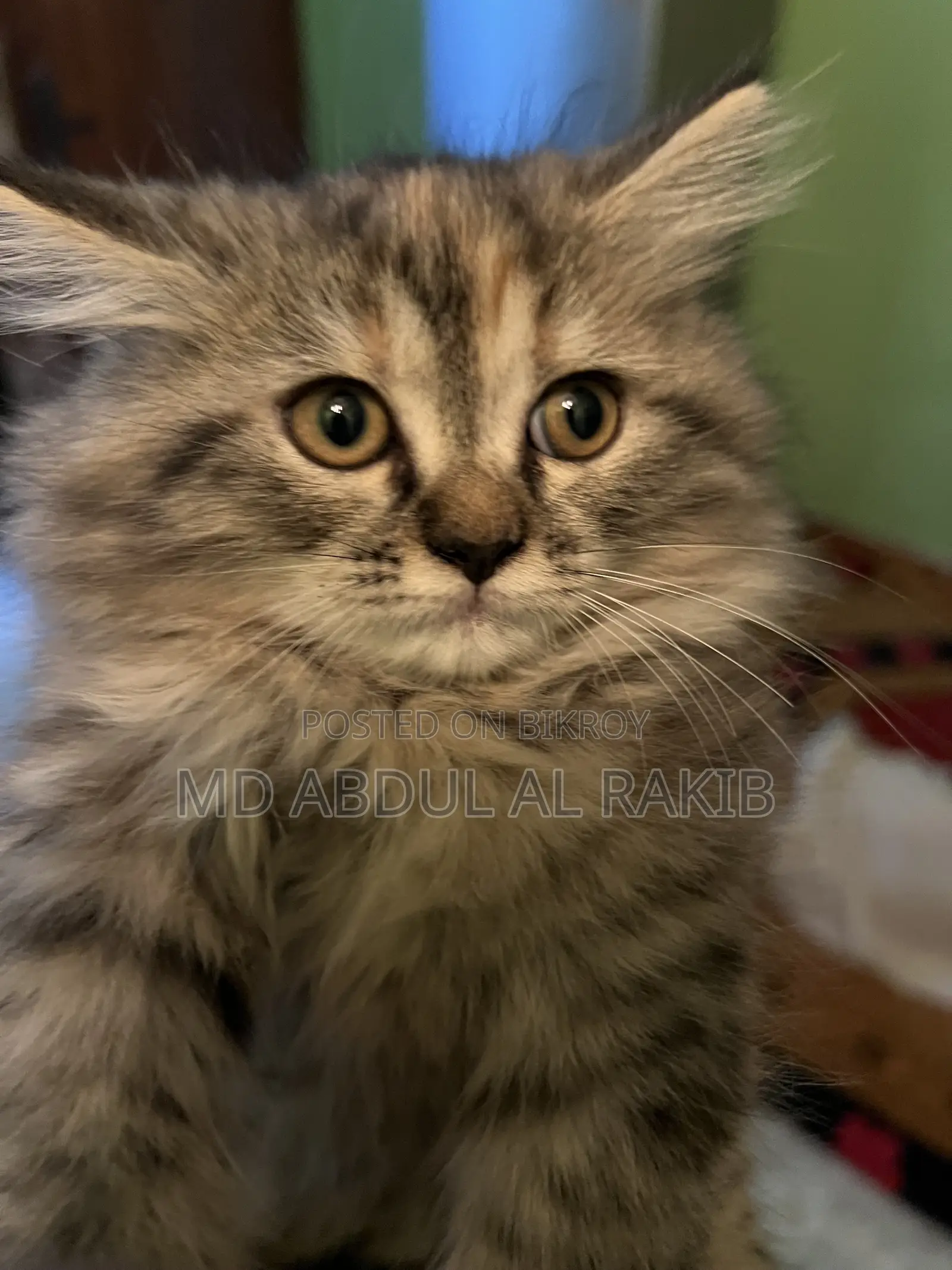 1-3 Months Female Purebred Persian