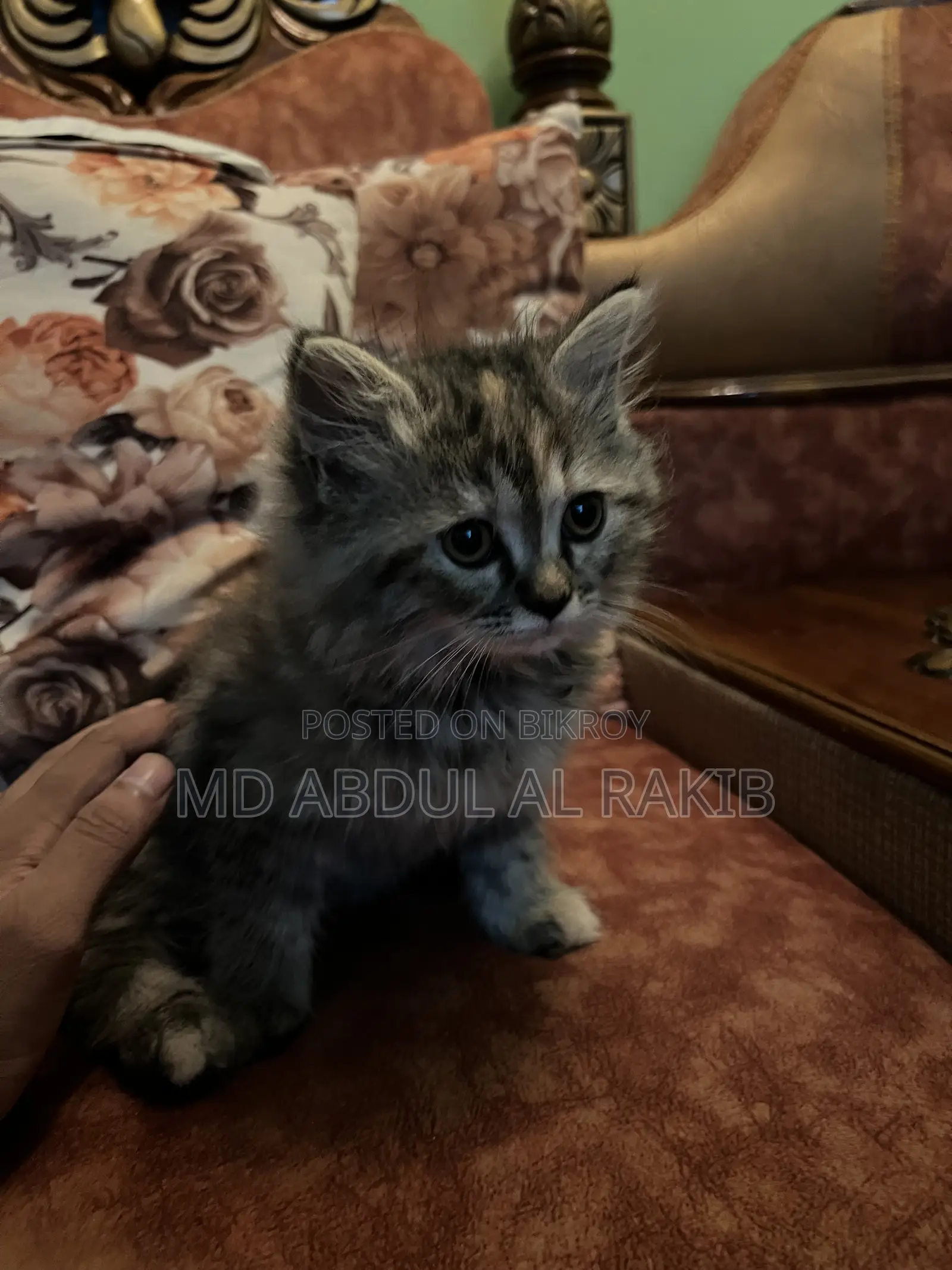 1-3 Months Female Purebred Persian