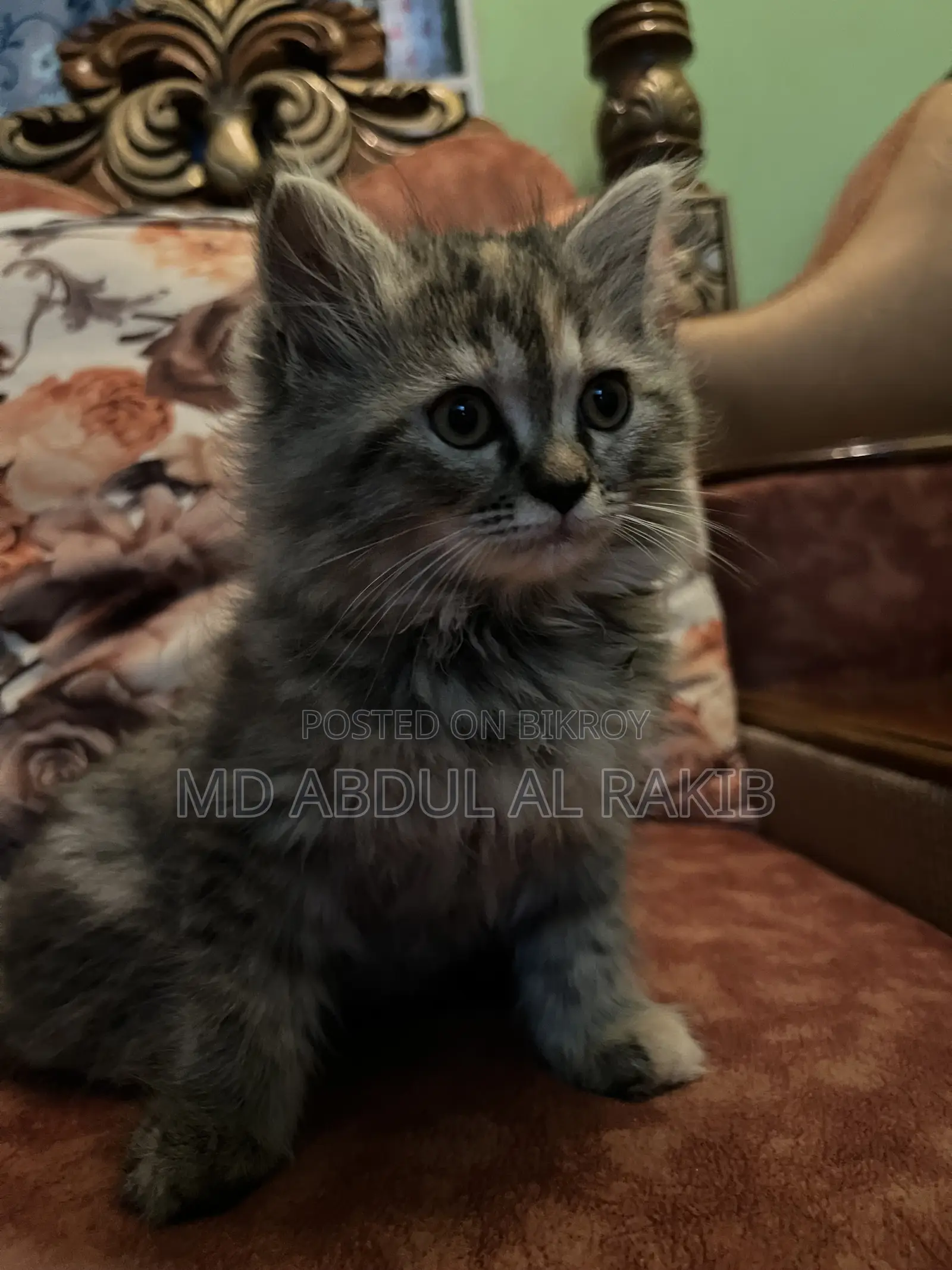 1-3 Months Female Purebred Persian