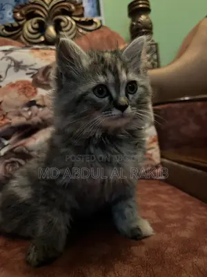 1-3 Months Female Purebred Persian