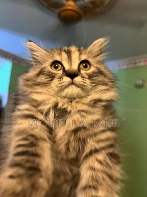 1-3 Months Female Purebred Persian