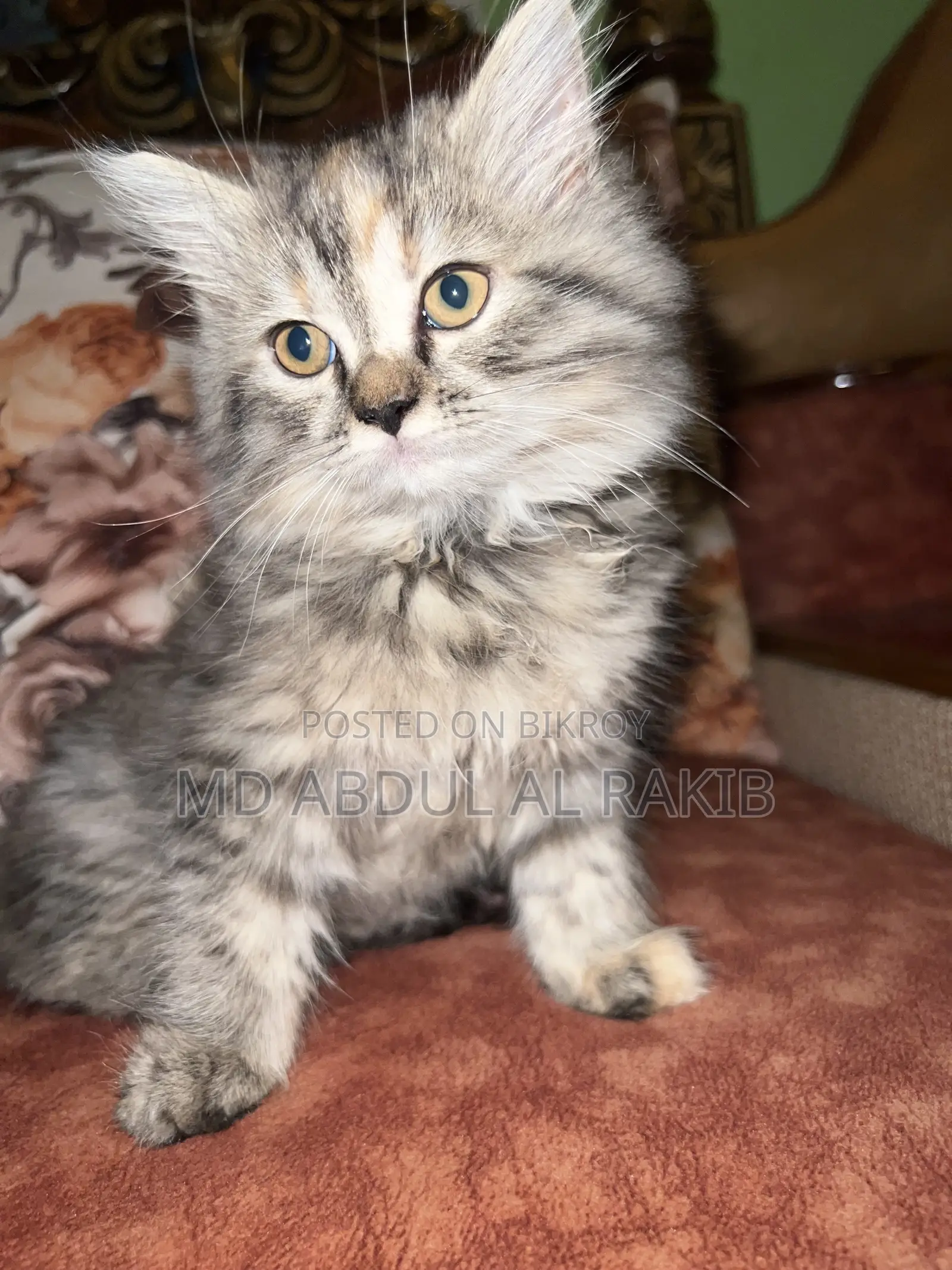 1-3 Months Female Purebred Persian