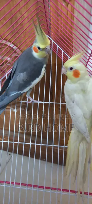 ককাটেল পাখি
