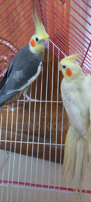 ককাটেল পাখি