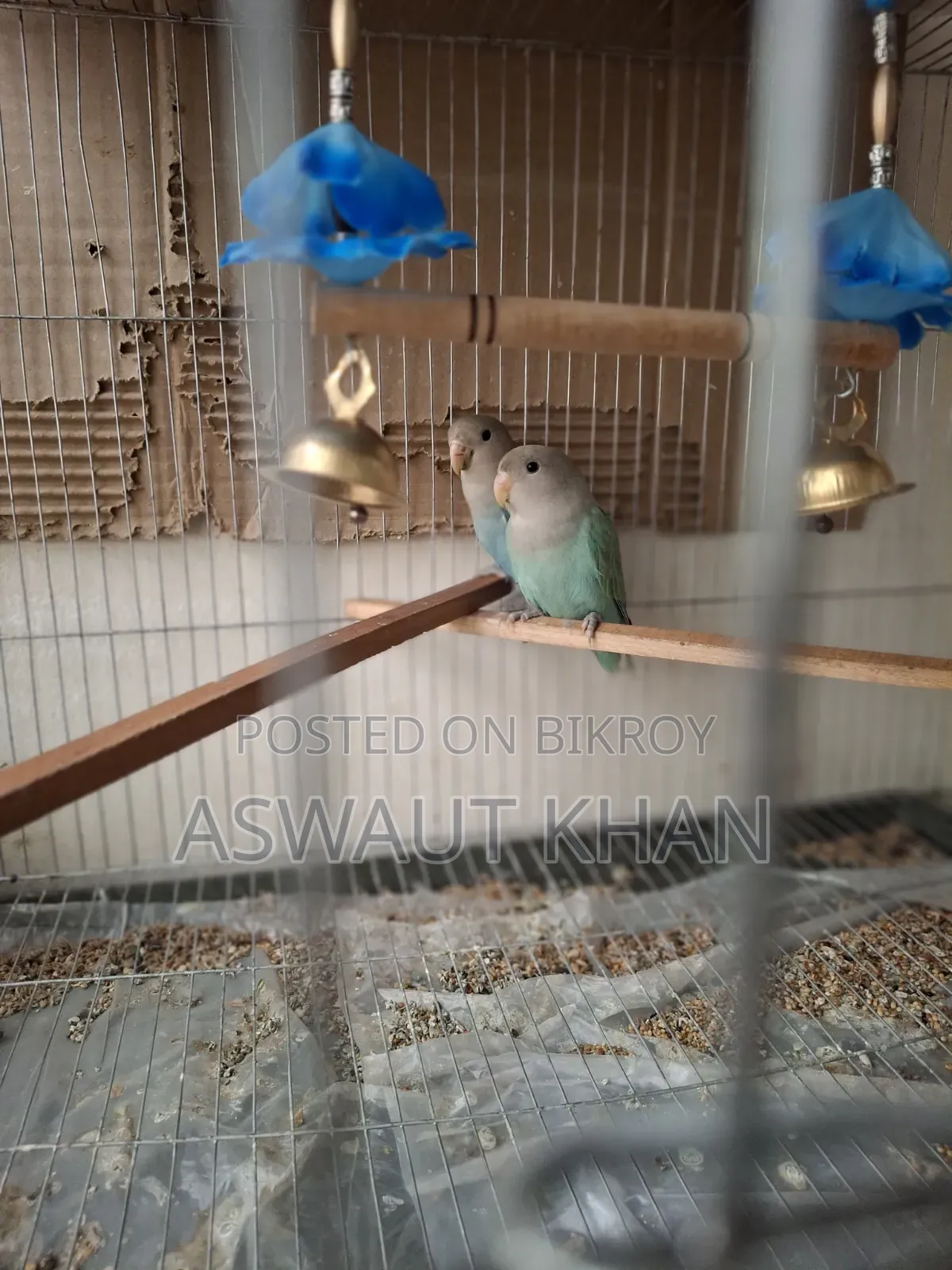 Lovebird Pair