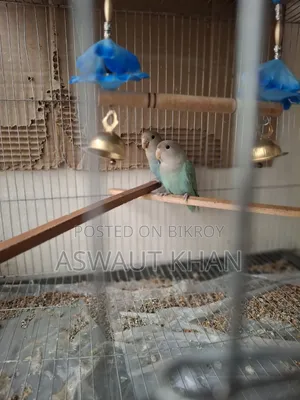 Lovebird Pair