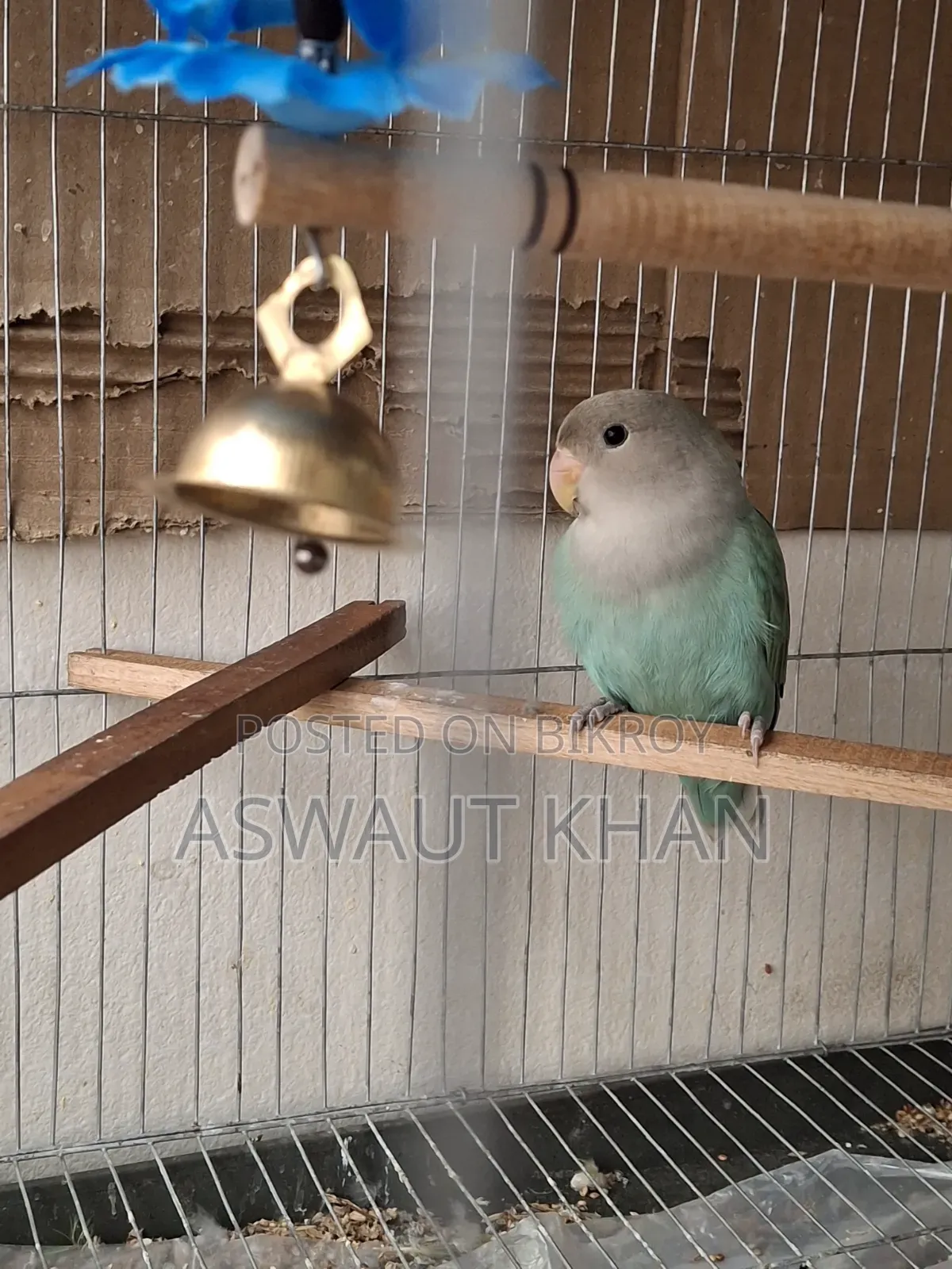Lovebird Pair