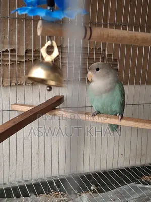 Lovebird Pair