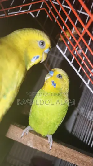 Budgerigar Birds