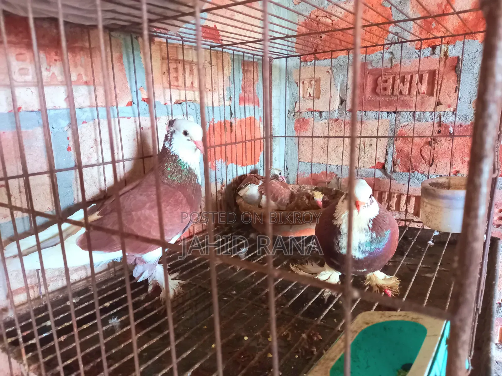 Rajgolla Pigeon