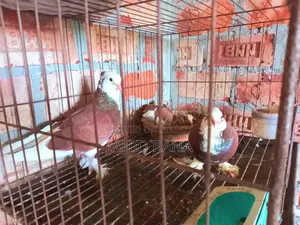 Rajgolla Pigeon