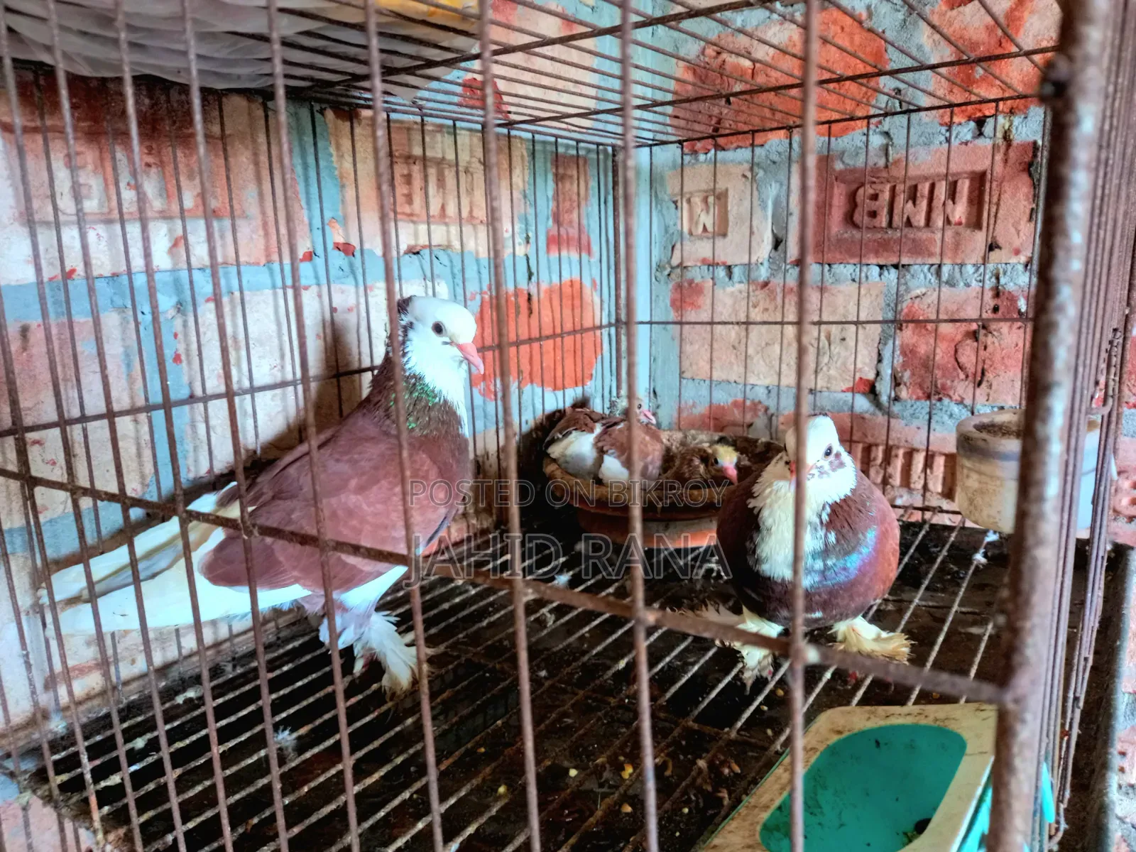 Rajgolla Pigeon