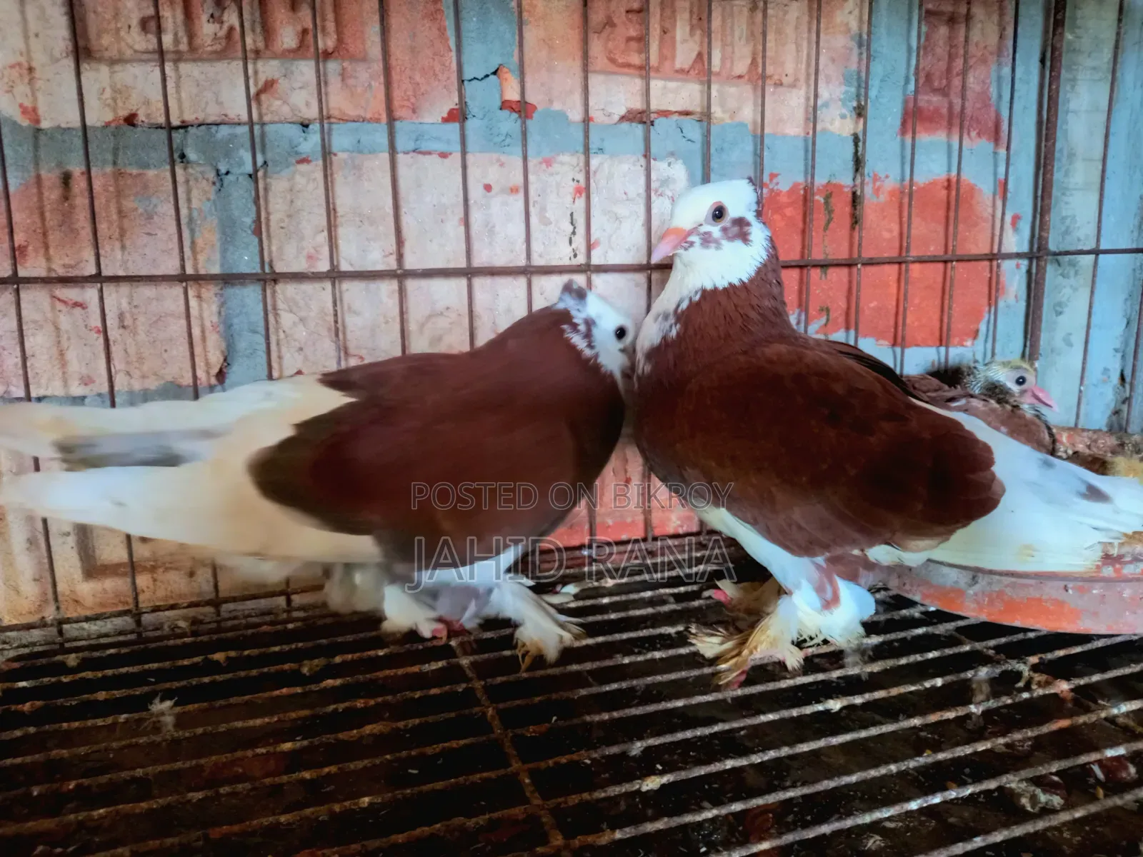 Rajgolla Pigeon