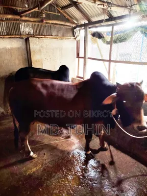 কোরবানি উপযুক্ত গরু