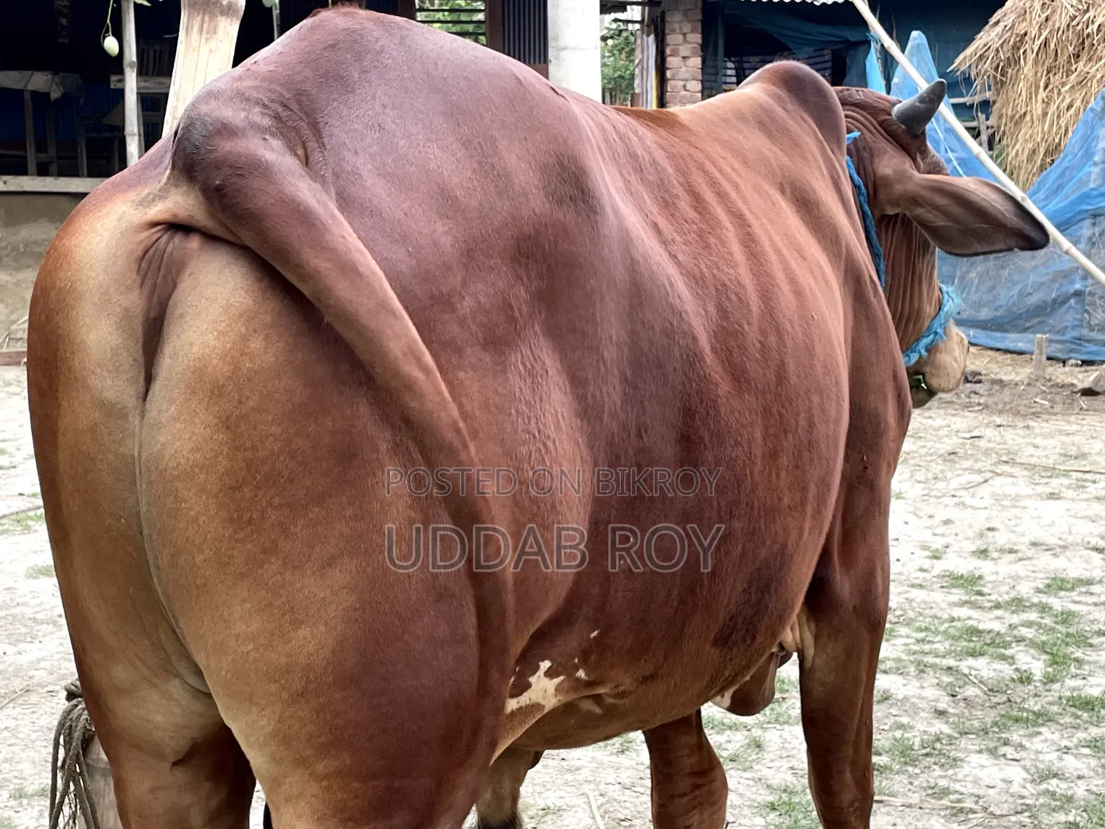 Sell Post : Cow