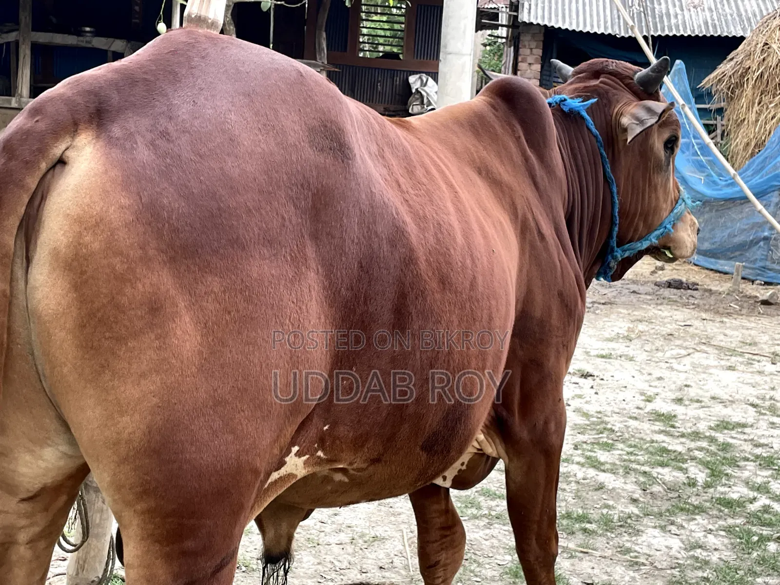 Sell Post : Cow