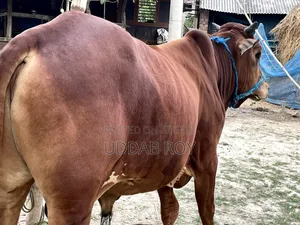 Sell Post : Cow