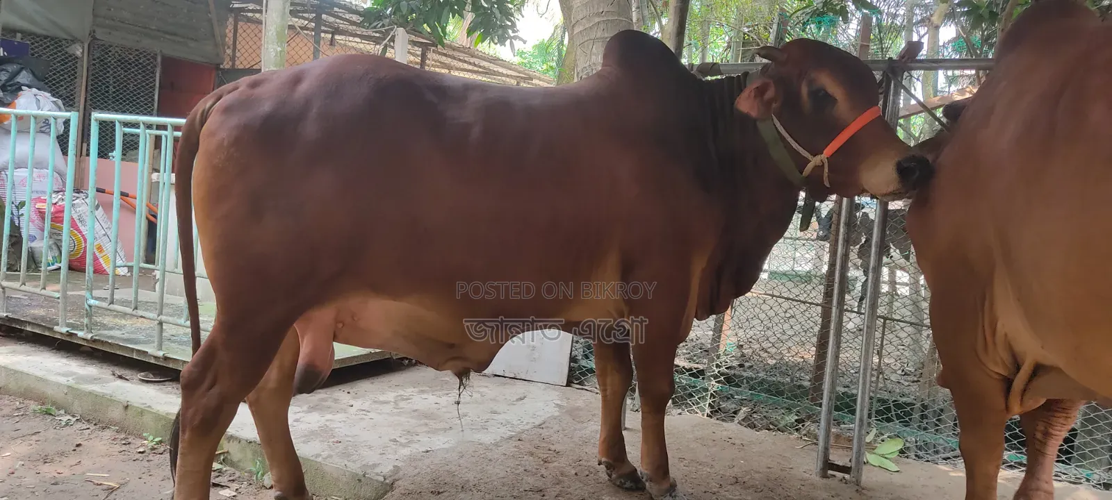 ৮ মন ওজন এর শাহীওয়াল ষাঁড় গরু