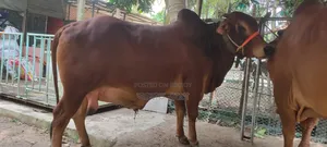 ৮ মন ওজন এর শাহীওয়াল ষাঁড় গরু