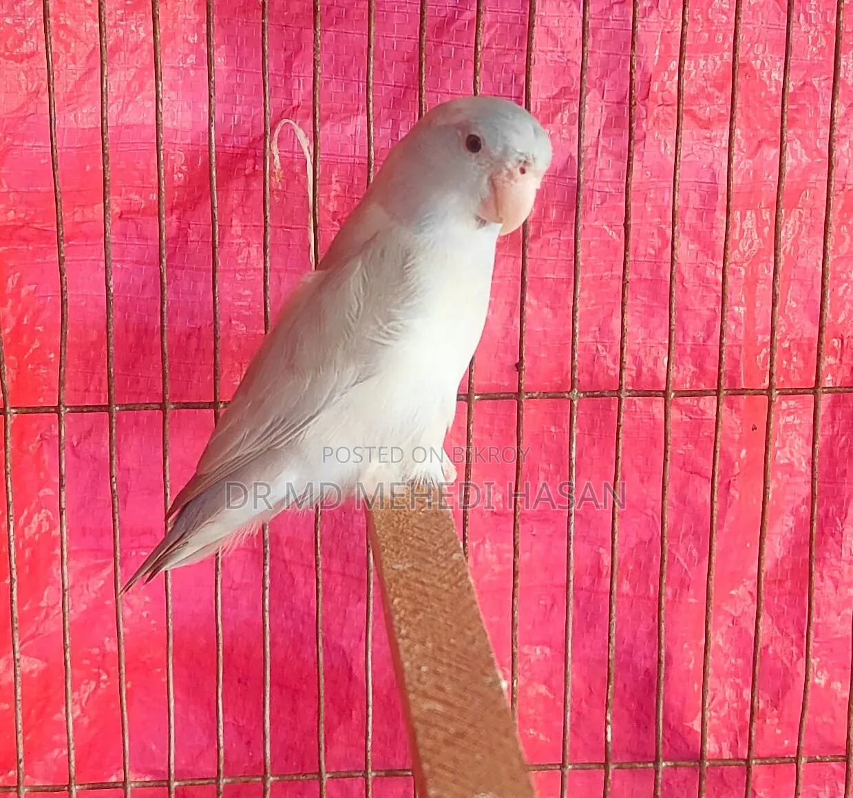 Forpus Bird
