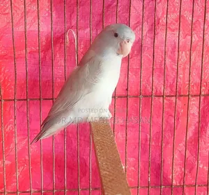 Forpus Bird